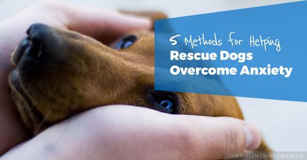 Rescue-Dog-Series-Part-4-5-Methods-for-Helping-Your-Rescue-Dog-Overcome-Anxiety-HEADLINE-IMAGE-2.jpg