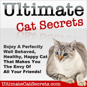 ultimate cat secrets banner.jpg