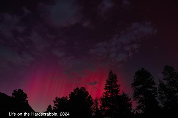 Silly Safari Faux Film Strip