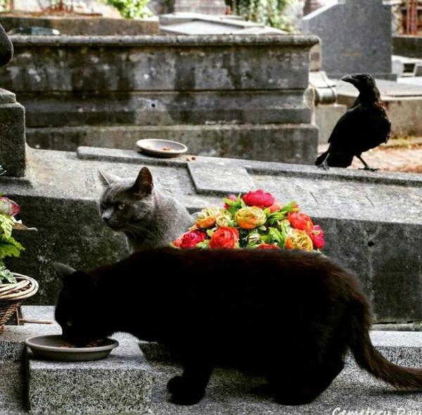 Cats in Graveyards-Happy Halloween