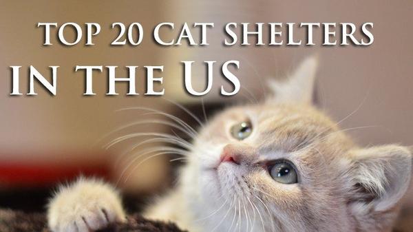 Top 20 Cat Shelters In The US