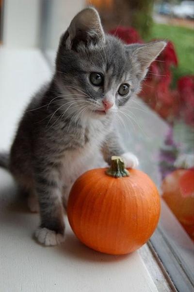More... Keeping Cats Safe on Halloween