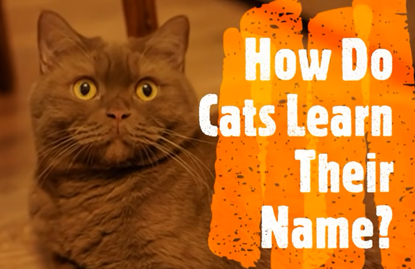 How Do Cats Learn Their Name?