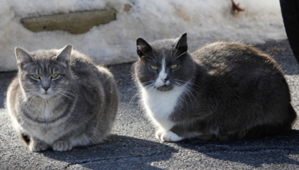 Help Stray Cats in Winter