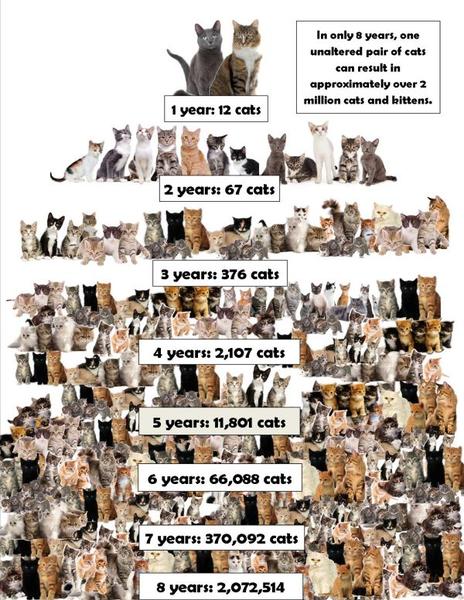 Just too many cats...