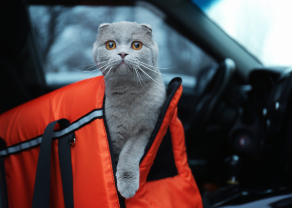 Why Do Cats Hate Car Rides?
