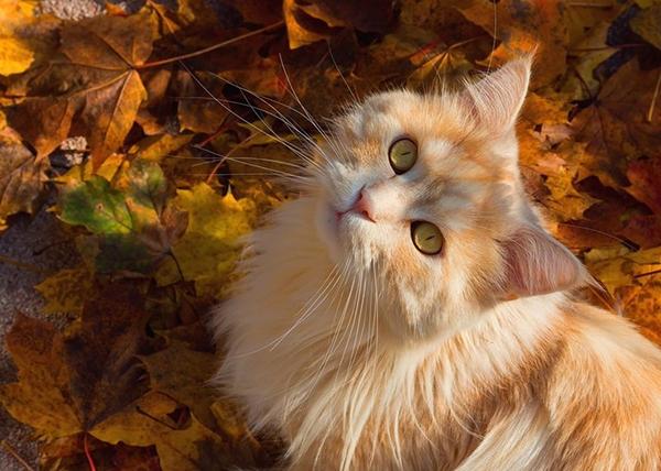 Cats and Autumn Photos