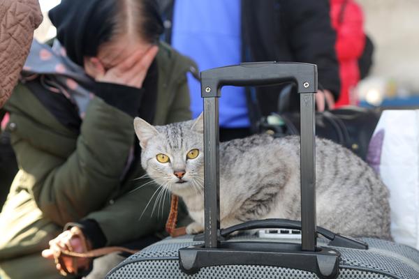 What's Happening to the Cats and Other Animals in War-torn Ukraine?