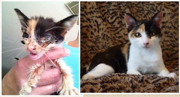 “147 Powerful Before & After Pics Show How Rescue Can Change A Cat”