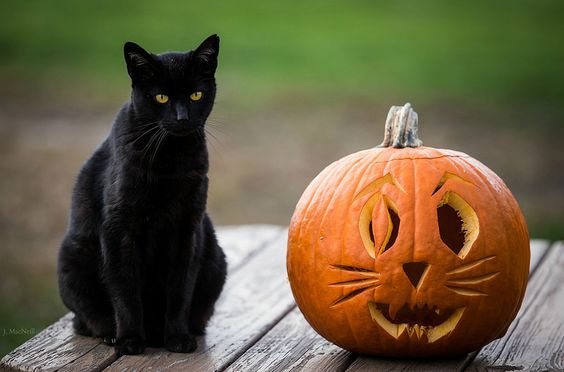 5 Tips to Keep Your Cats Safe This Halloween