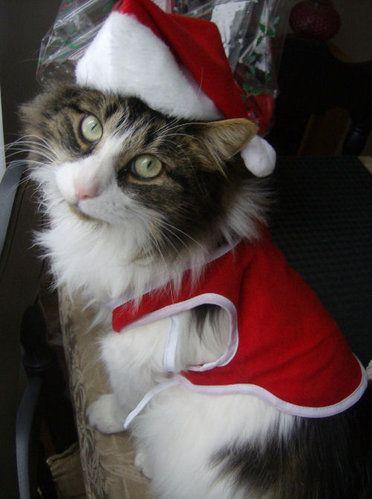 We Have 50 Plus Christmas Cats for Ya!