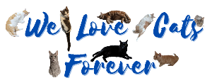 We Love Cats Forever