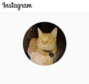 We Love Cats Forever is Meow on Insagram!