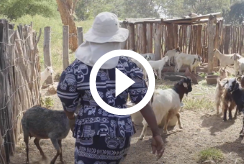 A still from All We Can's 'The Next Steps' film. A woman in blue tends to goats. 