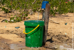 A green bucket overflows with clean water. Butterflies flutter to the side of the bucket. 