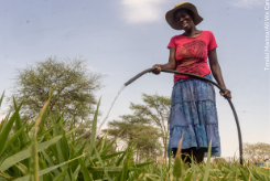 A woman in a wide brimmed hat, pink tshirt and blue tiered skirt waters her crops in Zimbabwe. Image: Tendai Marima/All We Can