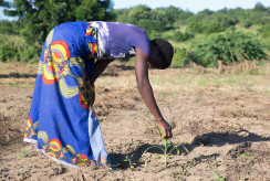 A woman wearing a blue top and skirt bends down to inspect a crop growing in a barren field in Malawi