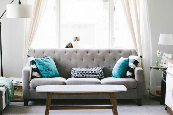 apartment living room with gray couch and cat