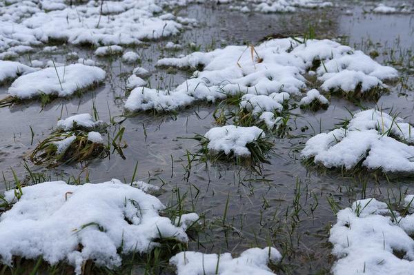 submerged grass in melting snow