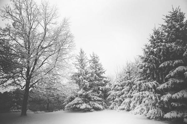 Winter landscape 