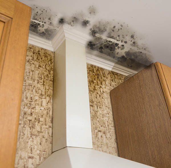 Mold on the ceiling and wall of a home