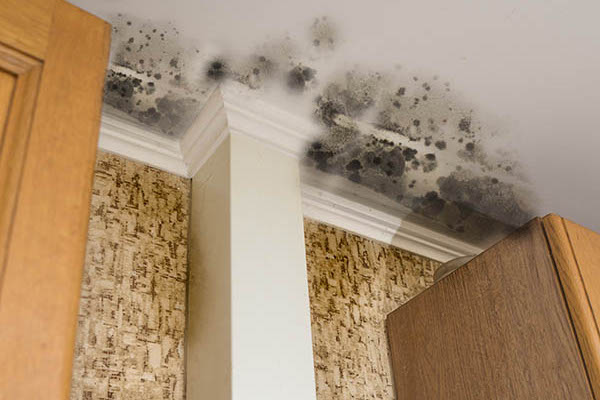 a ceiling covered in black mold spores