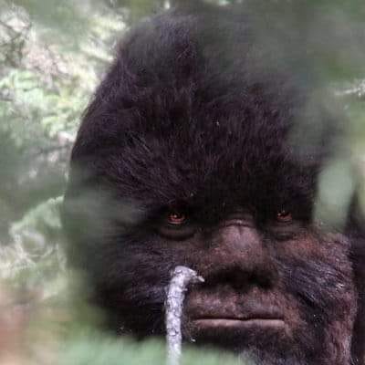 Controversial Bigfoot picture