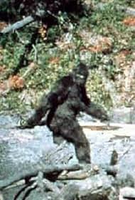 Patterson Gimlin Bigfoot still