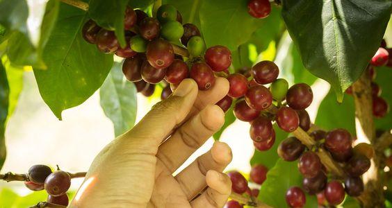 Hand-picked coffee beans