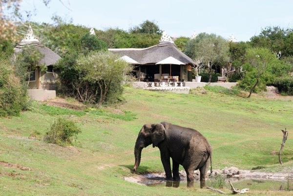 Norman, a 50 year old elephant on Amakhala