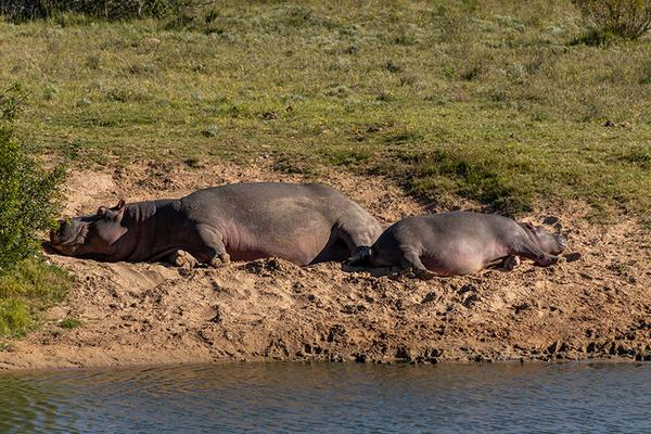 Hippos laying on river side