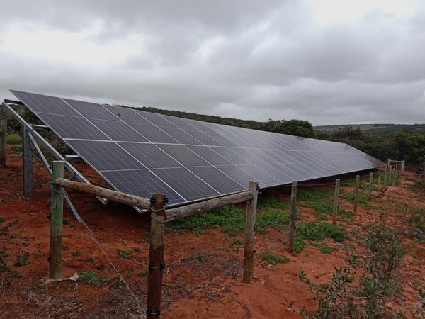 Hippo at watering hole