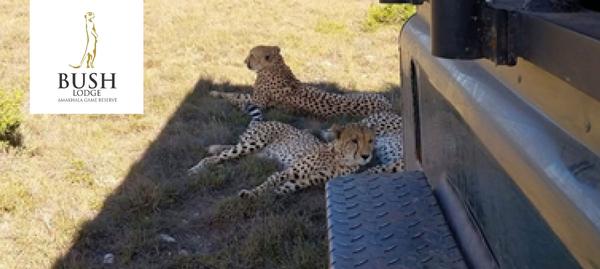 Cheetah laying in the shade of game vehicle