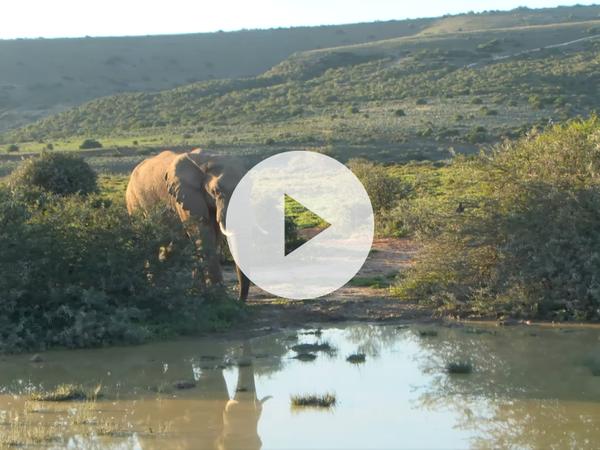 Elephant at watering hole