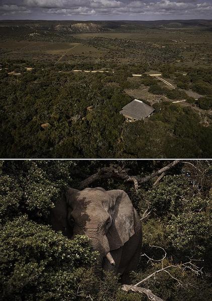 Elephant in thicket near lodge