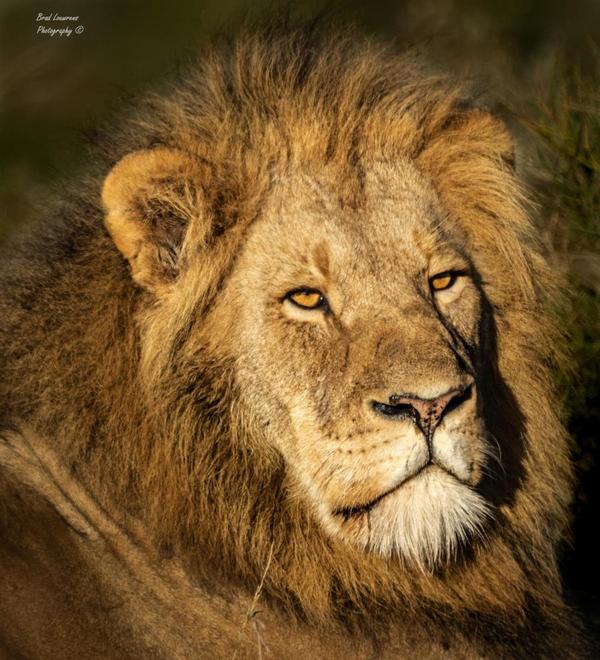 Male lion on Amakhala