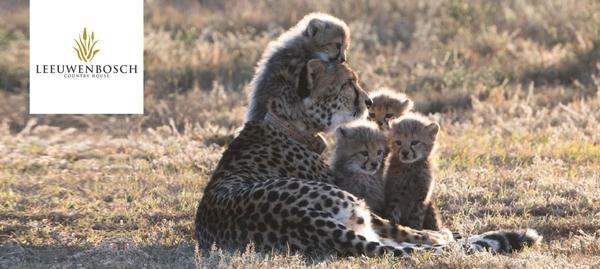 Cheetah mother and her cubs in the veld