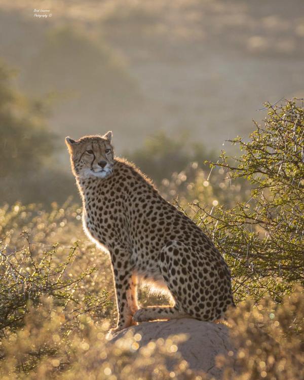 Cheetah on Amakhala