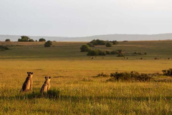 Cheetah's overlooking grasslands