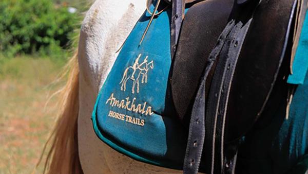 Horse under saddle at the old Amakhala Game Reserve horse trails