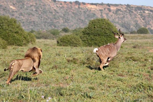 Lion hunting a Kudu