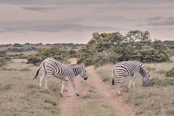 Two zebras crossing over dirt road