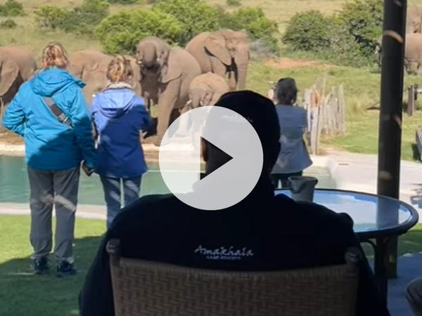 Elephants drinking water from swimming pool