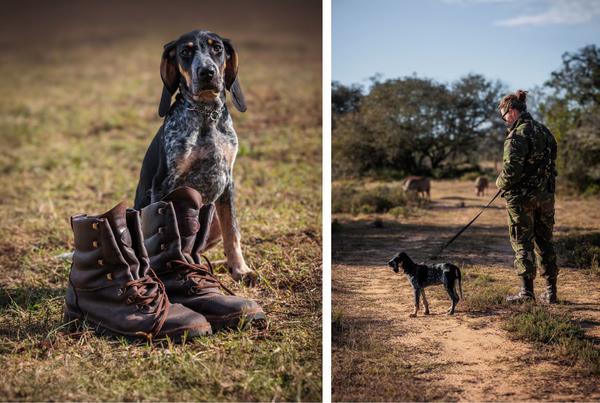 Herd of buck in the veld