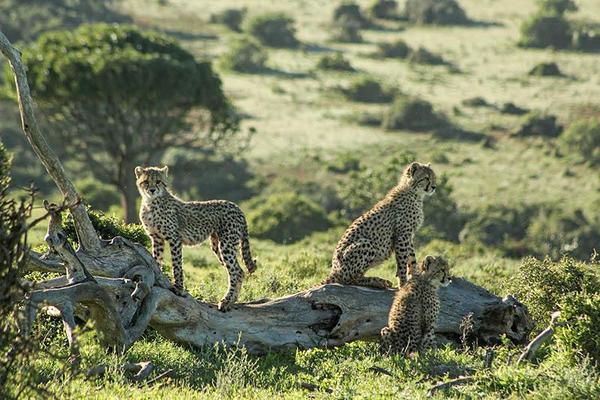 Cheetah cubs in natural habitat