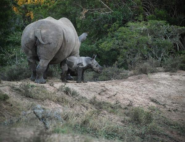 New baby rhino calf and mum on Amakhala