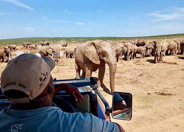 Game drive vehicle viewing elephant herd