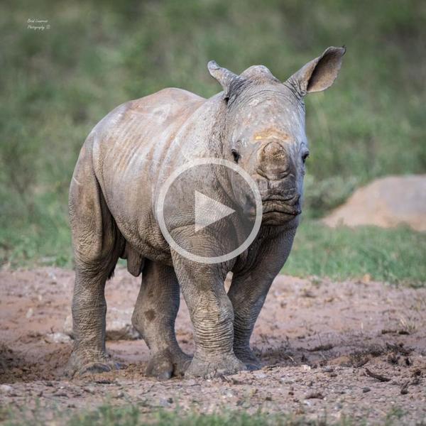 Amakhala’s latest little rhino arrival