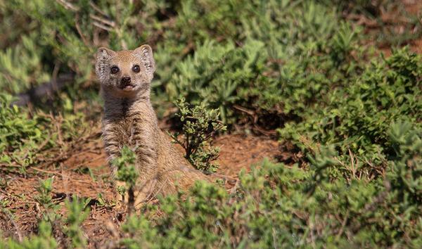 Small mammal in the bush
