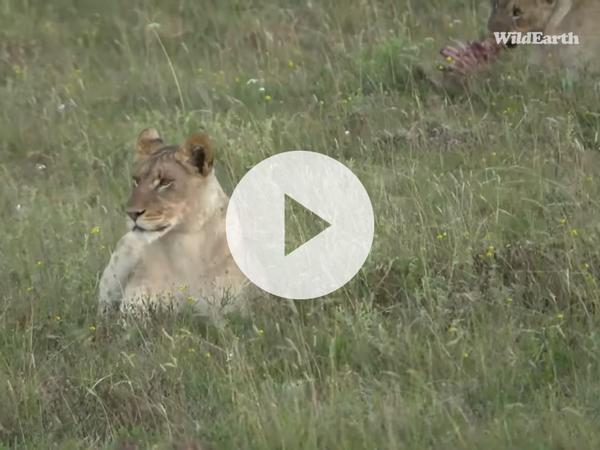 Discover Amakhala on WildEarth